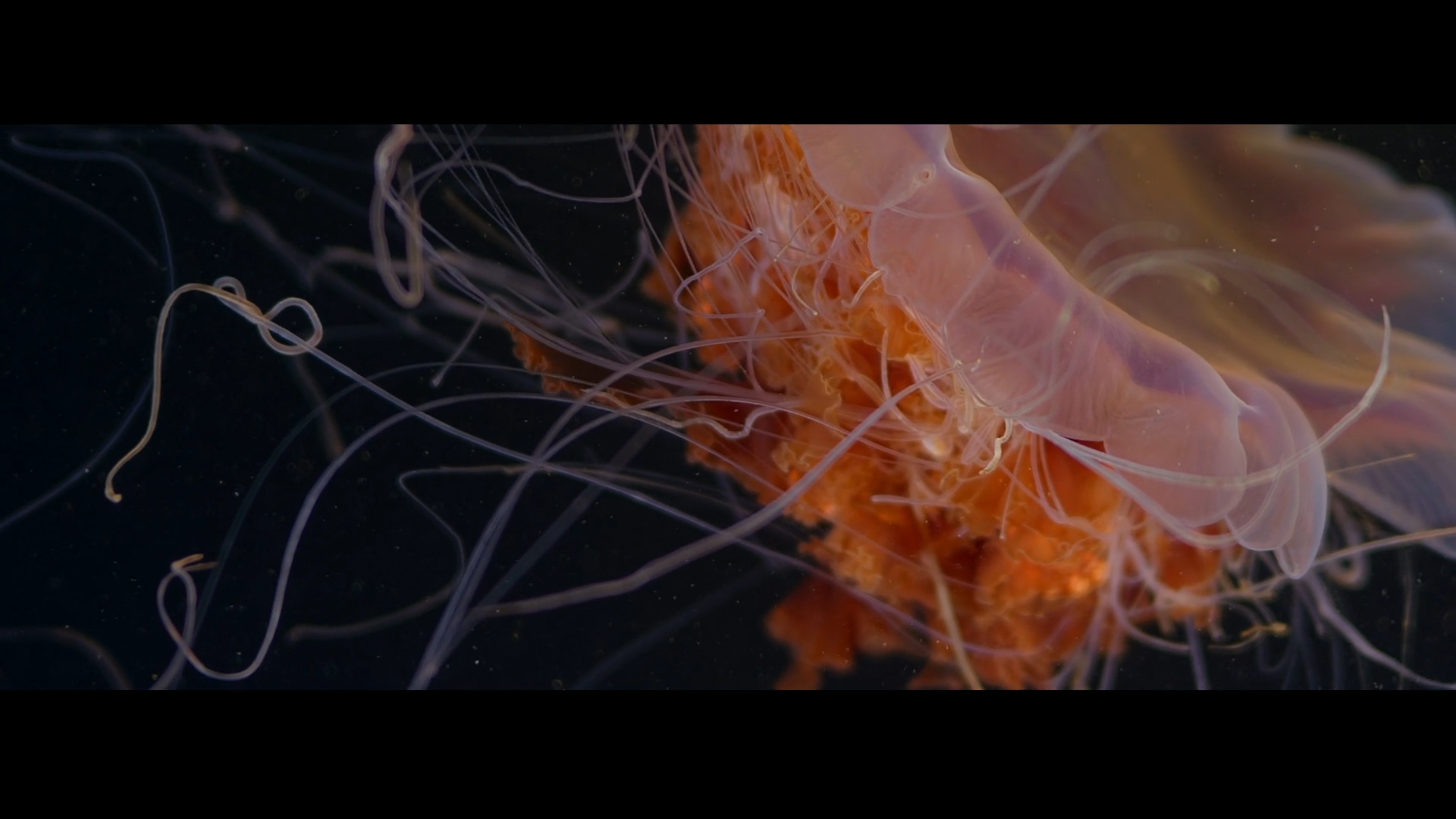 dolby_-_visionary 012